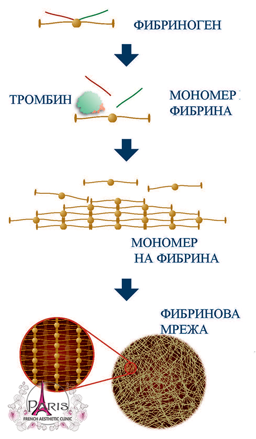 Биология A-PRP